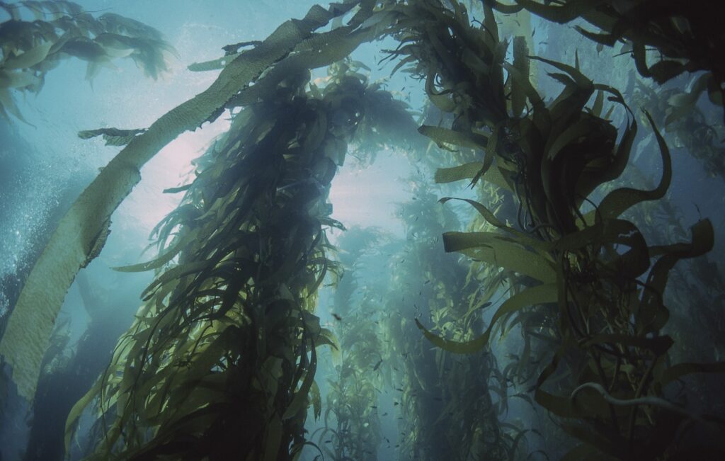 kelp, seaweed, aquatic plant-6967209.jpg