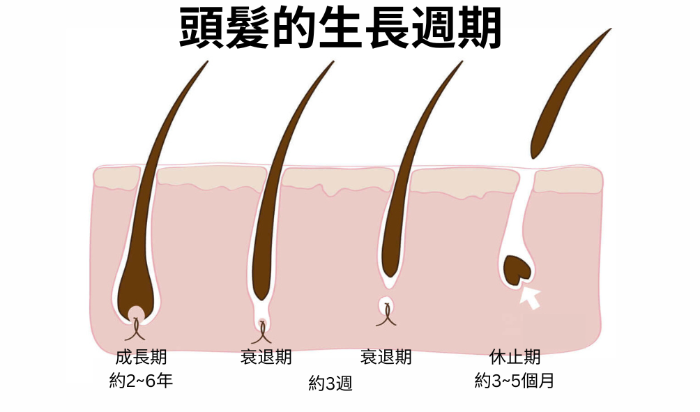 hair growth cycle