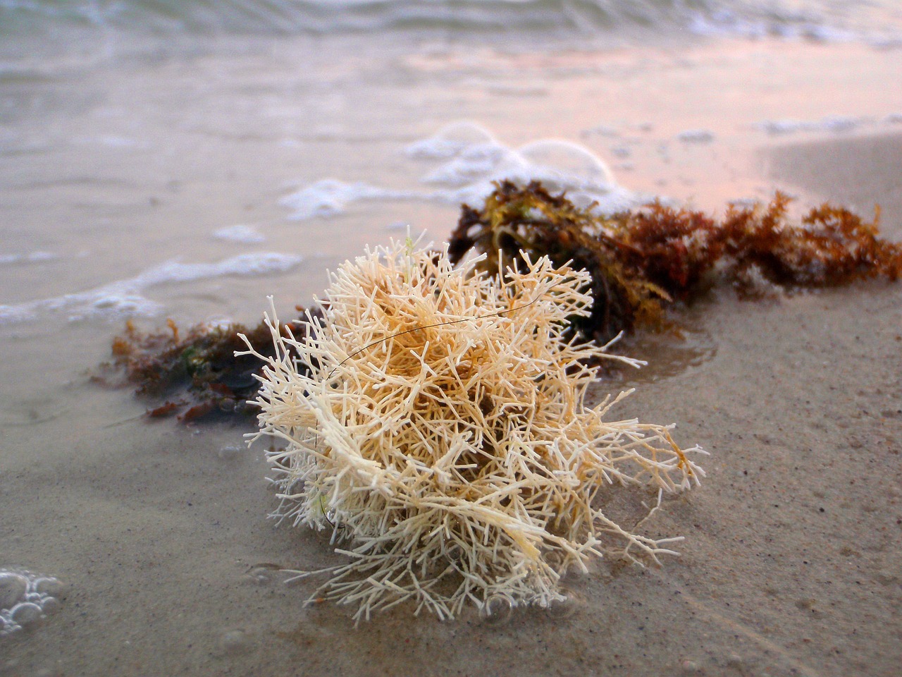 beach, seaweed, coral-944750.jpg